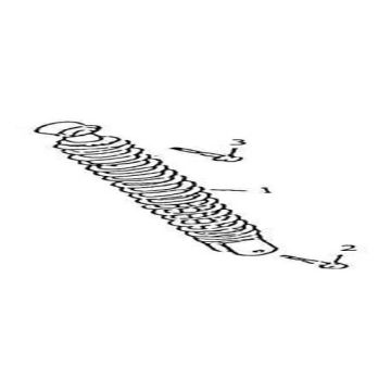 Shock absorber AGM GT white